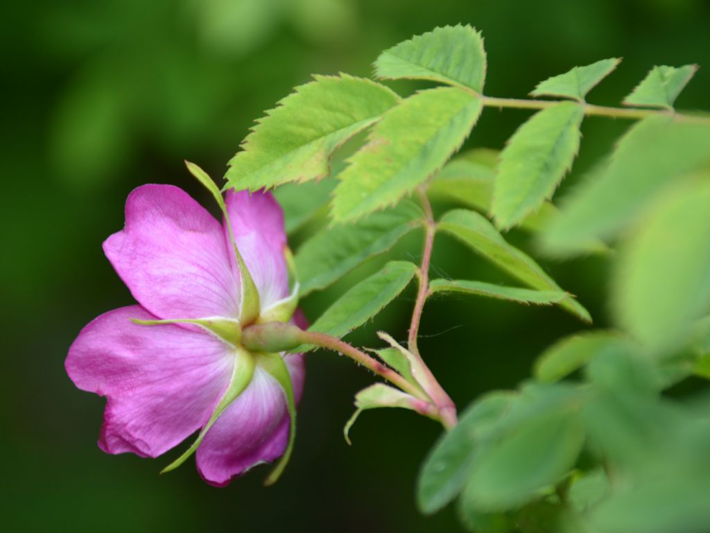 Rosa pendulina